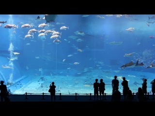 acuario churaumi in okinawa is the largest aquarium in japan and the second largest in the world.